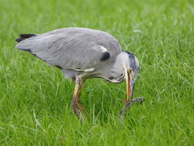 Blauwe Reiger - Grey Heron