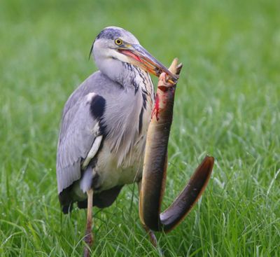 Blauwe Reiger - Grey Heron