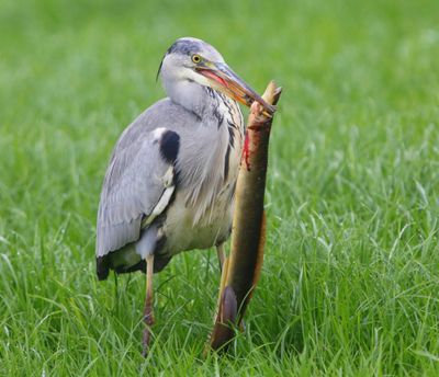 Blauwe Reiger - Grey Heron