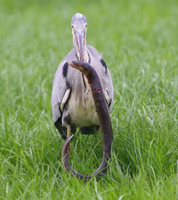 Blauwe Reiger - Grey Heron
