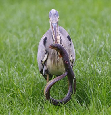 Blauwe Reiger - Grey Heron