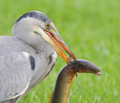 Blauwe Reiger - Grey Heron