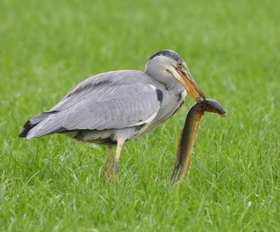 Blauwe Reiger - Grey Heron
