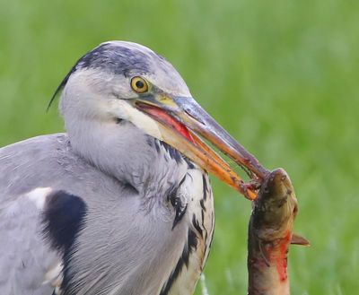 Blauwe Reiger - Grey Heron