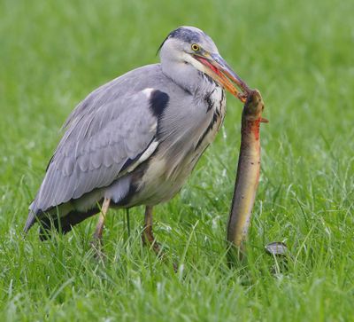 Blauwe Reiger - Grey Heron