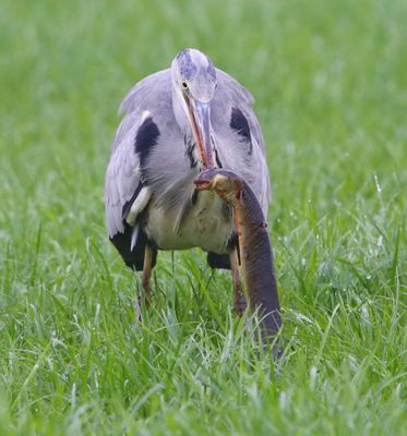 Blauwe Reiger - Grey Heron