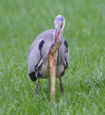 Blauwe Reiger - Grey Heron