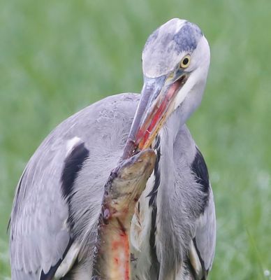 Blauwe Reiger - Grey Heron