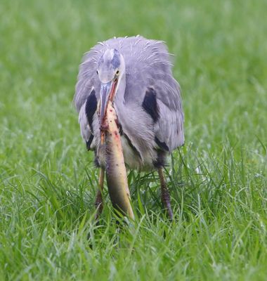 Blauwe Reiger - Grey Heron