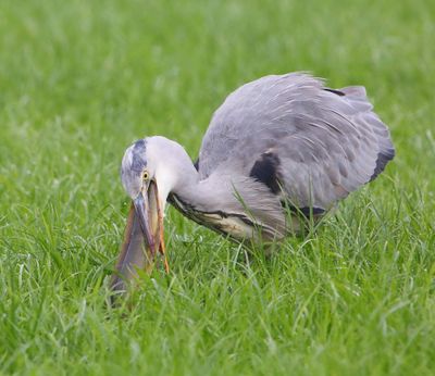 Blauwe Reiger - Grey Heron