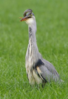 Blauwe Reiger - Grey Heron