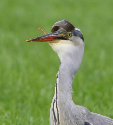 Blauwe Reiger - Grey Heron