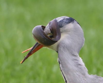 Blauwe Reiger - Grey Heron