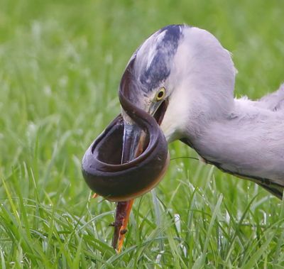 Blauwe Reiger - Grey Heron