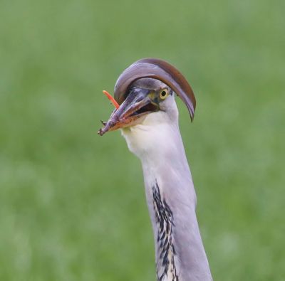 Blauwe Reiger - Grey Heron