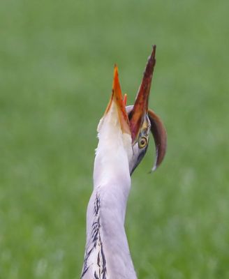 Blauwe Reiger - Grey Heron