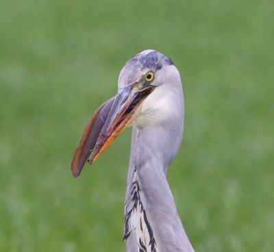 Blauwe Reiger - Grey Heron