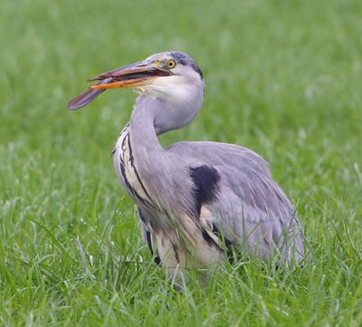 Blauwe Reiger - Grey Heron