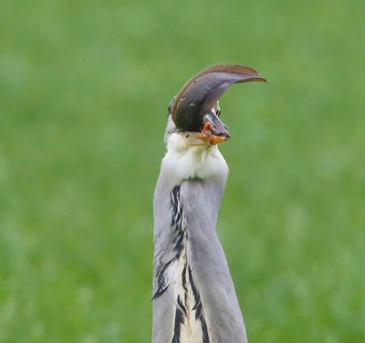 Blauwe Reiger - Grey Heron