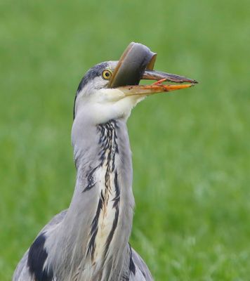 Blauwe Reiger - Grey Heron