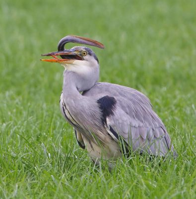 Blauwe Reiger - Grey Heron