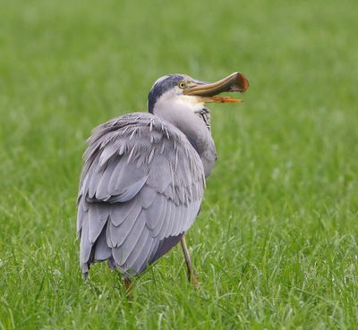 Blauwe Reiger - Grey Heron