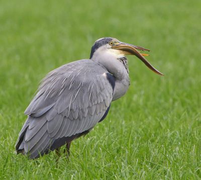 Blauwe Reiger - Grey Heron
