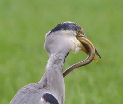 Blauwe Reiger - Grey Heron
