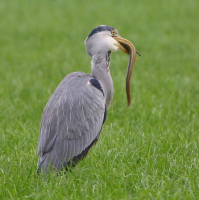 Blauwe Reiger - Grey Heron