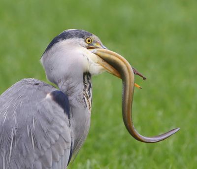 Blauwe Reiger - Grey Herong