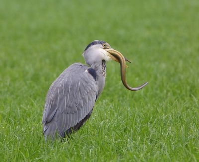 Blauwe Reiger - Grey Heron