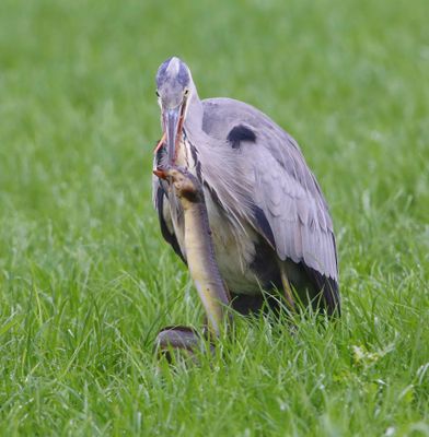 Blauwe Reiger - Grey Heron