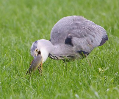 Blauwe Reiger - Grey Heron