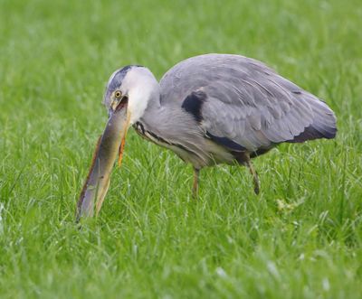 Blauwe Reiger - Grey Heron