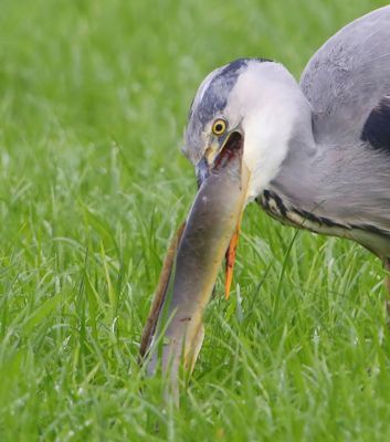 Blauwe Reiger - Grey Heron