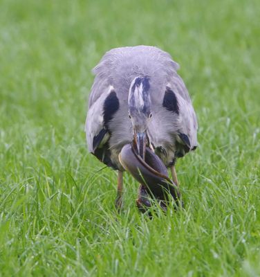 Blauwe Reiger - Grey Heron