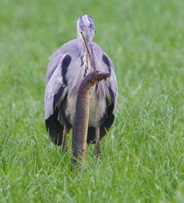 Blauwe Reiger - Grey Heron