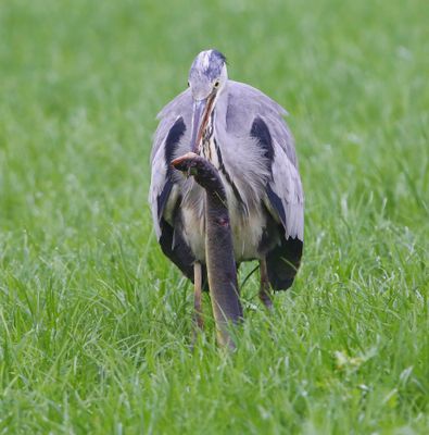 Blauwe Reiger - Grey Heron