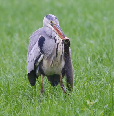 Blauwe Reiger - Grey Heron
