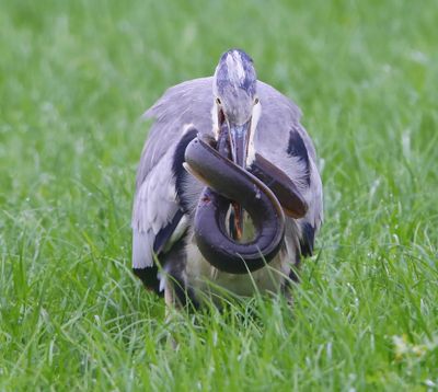 Blauwe Reiger - Grey Heron