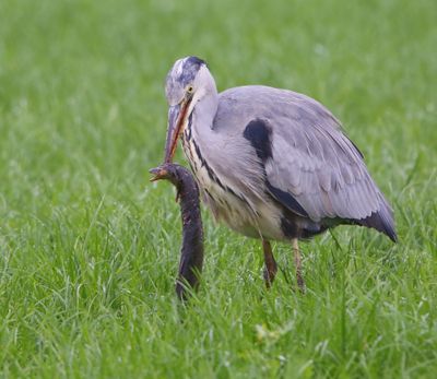 Blauwe Reiger - Grey Heron
