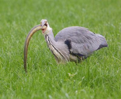 Blauwe Reiger - Grey Heron