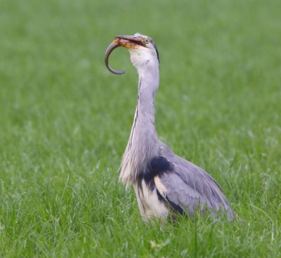 Blauwe Reiger - Grey Heron