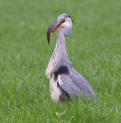 Blauwe Reiger - Grey Heron