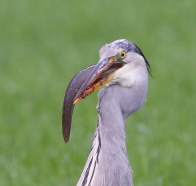 Blauwe Reiger - Grey Heron