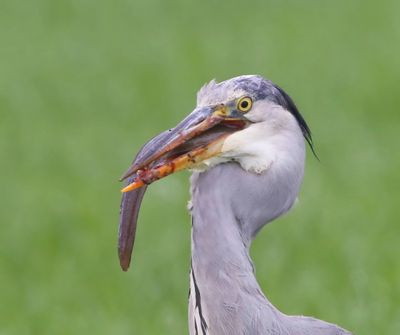 Blauwe Reiger - Grey Heron