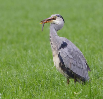 Blauwe Reiger - Grey Heron