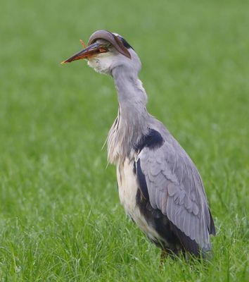 Blauwe Reiger - Grey Heron