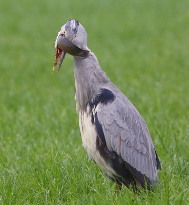 Blauwe Reiger - Grey Heron