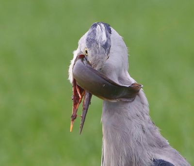 Blauwe Reiger - Grey Heron